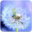 icon android Galaxy S4 Sun And Dandelion Live Wallpaper