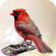 icon android Cardinal Bird Sounds