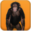 icon android Talking Monkey