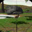 icon android Animal Hunter 3D