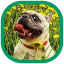 icon android Cute Dogs Wallpapers