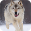 icon android Wolf