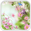 icon android Flowers Live Wallpaper