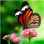 icon android Butterflies Live Wallpaper