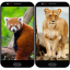 icon android Animal Wallpapers