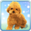 icon android Talking Teddy Dog