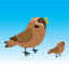 icon android Bird Rescue