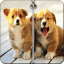 icon android Cute Puppy Zip Screen Lock