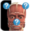 icon android Anatomy Quiz Lite