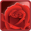 icon android Rose Wallpaper