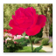 icon android Rose Blooming