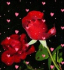 icon android Free Rose Heart Live Wallpaper