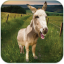 icon android Talking Donkey