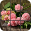 icon android Puzzle Flowers