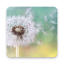 icon android Dandelion Live Wallpapers