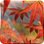 icon android Autumn Tree Free