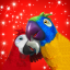 icon android Talking Parrot Couple Free