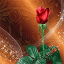 icon android Roses Live Wallpaper