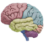 icon android 3D Brain