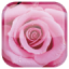 icon android Rose