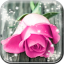 icon android Pink Rose Live Wallpaper HD