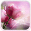 icon android Pink Roses Live Wallpaper