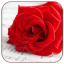 icon android Romantic Love Pics