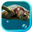 icon android Tortoises Sea live wallpaper