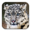 icon android Puzzle - Wild Animals