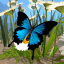 icon android Butterfly Simulator