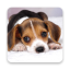 icon android Dog Live Wallpapers