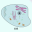 icon android Cell Biology