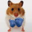 icon android Hamster Live Wallpapper