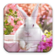 icon android Puzzle - Bunnies