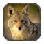 icon android Coyote Hunting Calls