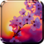 icon android Sakura Live Wallpaper