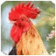 icon android Listen to Animal Sounds - Free