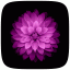 icon android iOS Flower