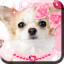 icon android Me and My Puppy