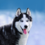 icon android Talking Husky