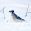 icon android Wallpapers and backgrounds of animals in the winter