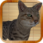 icon android Kitty Cat Simulator