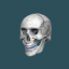 icon android Bones Human 3D (anatomy)