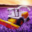 icon android Big Farm: Mobile Harvest