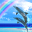 icon android Dolphin Rainbow Trial