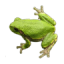 icon android Frog Sounds