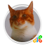 icon android Live HD Cat Wallpaper