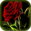 icon android Flower live wallpapers