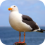 icon android Seagull Sounds