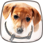 icon android Cute Dogs Live Wallpaper